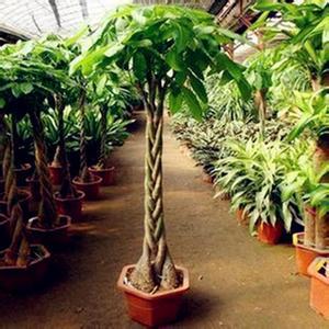 夏季辦公室綠植養(yǎng)護(hù)指南 花卉綠植租借的關(guān)鍵要點(diǎn)