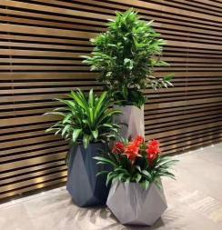 北京公司大樓綠植花卉創(chuàng)新服務(wù) 租擺、養(yǎng)護(hù)與配送一體化生態(tài)方案