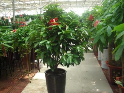 南通綠植租賃與花卉銷(xiāo)售服務(wù) 打造美麗生活空間