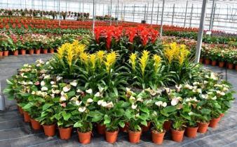 家居與辦公的綠色新選擇 室內(nèi)綠植租賃與購(gòu)買(mǎi)指南