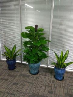石景山區(qū)花卉綠植租賃服務(wù) 打造綠色辦公環(huán)境的最佳選擇