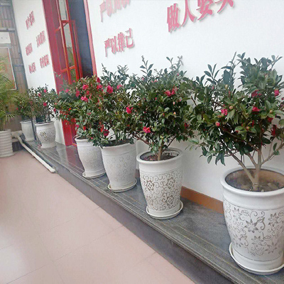 綿陽(yáng)植物出租哪里找？花卉綠植租借全攻略