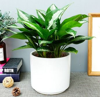 荔灣綠意 城市森林的租賃藝術(shù)與園林設(shè)計(jì)